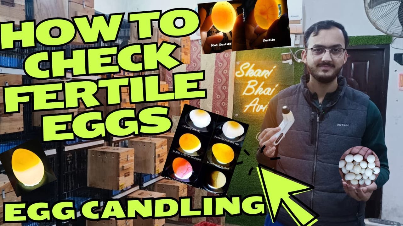 How to Check Fertile Eggs & Identify Dead-in-Shell Eggs | Egg Candling | Shani Bhai Aviary
