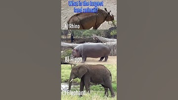 Trivia Challenge: How many can you get right? 4 #shorts #trivia