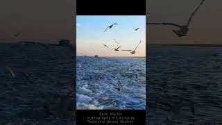 birds sea ship water sky saintmartin bangladesh bd tour travel advanture new blue song