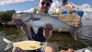 Striper Slaughter at the Baltimore Harbor. Urban Fishing with Spro Chad Shad