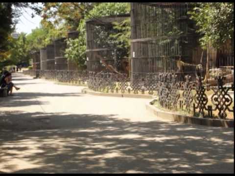 ცხოველები ტყვეობაში - Animals in captivity - გადაცემა \"ეკოვიზია\" - 'Ecovision' TV Show