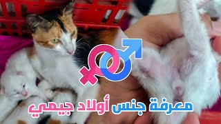 طريقة التفريق بين الذكر و الأنثى عند صغار القطط 😽