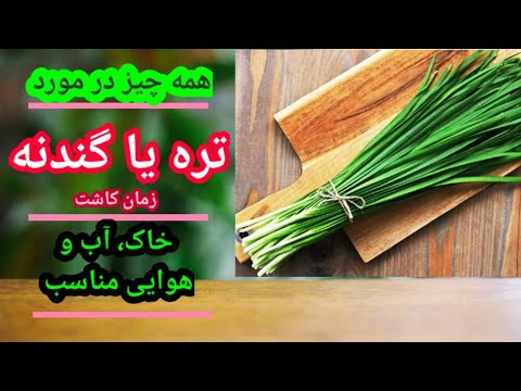 تصویری: چگونه آلونسوآ پرورش دهیم؟