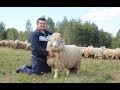 Ferma lui Ghița Deacului din Certeze | Oi, berbeci, vaci brune și porci | Satu Mare - video 2019