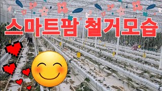 스마트팜 오이온실 철거작업 하는 젊은 농부들 #농사꾼 #농사노하우 #철인 #교육#농사꾼 #스마트팜혁신밸리#오이#일상#정리