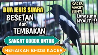Besetan Dan Tembakan Kacer Gacor Sangat Cocok Untuk Menaikan Emosi Kacer  Pancingan Emosi Kacer