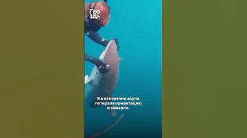 Огромная акула просит людей о помощи #shorts #shark #animalrescue