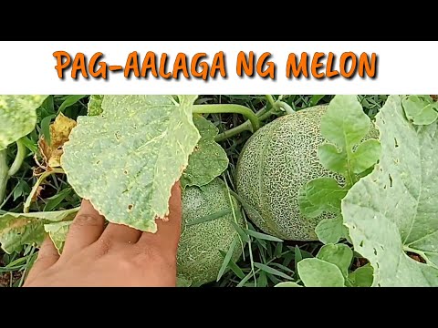 Video: Pagpapalaki ng Melon nang Patayo: Mga Tip Para sa Pag-trellising ng Melon Vines At Fruit