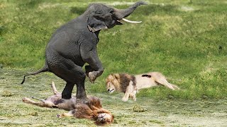 The Most Incredible Wild Animal Fights Caught On Camera 2022 p3 by Wild Animals 40,953 views 1 year ago 11 minutes, 13 seconds