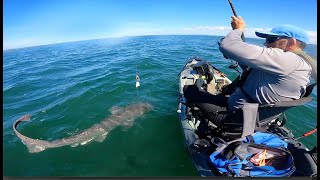 Battling an 8-Foot SHARK on a Kayak.  Seven Gill Shark Fishing. by Peeling Line 501 views 8 months ago 12 minutes, 56 seconds