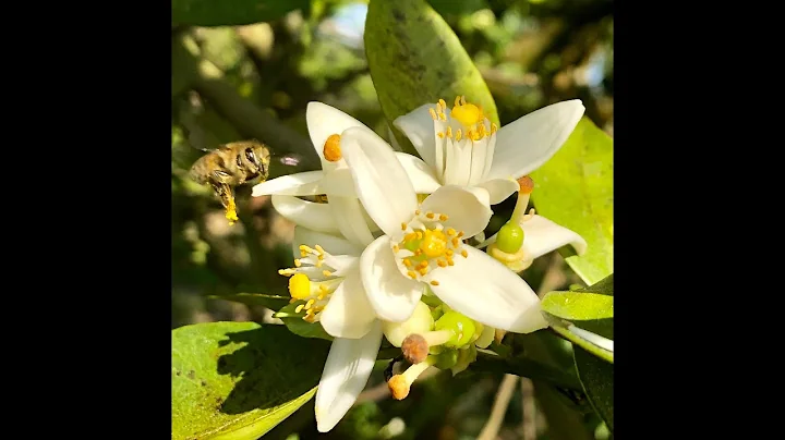 Prepping for Orange Blossom Honey!