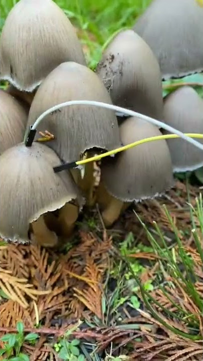 Modern Biology - Mushroom music 🍄✨🍄 myco transmissions #music #plants #shorts #synth #mushroom