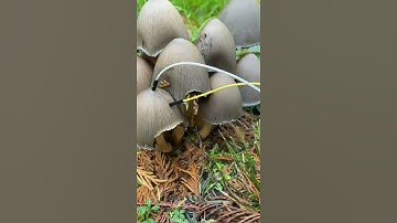 Thumbnail of Modern Biology - Mushroom music 🍄✨🍄 myco transmissions #music #plants #shorts #synth #mushroom