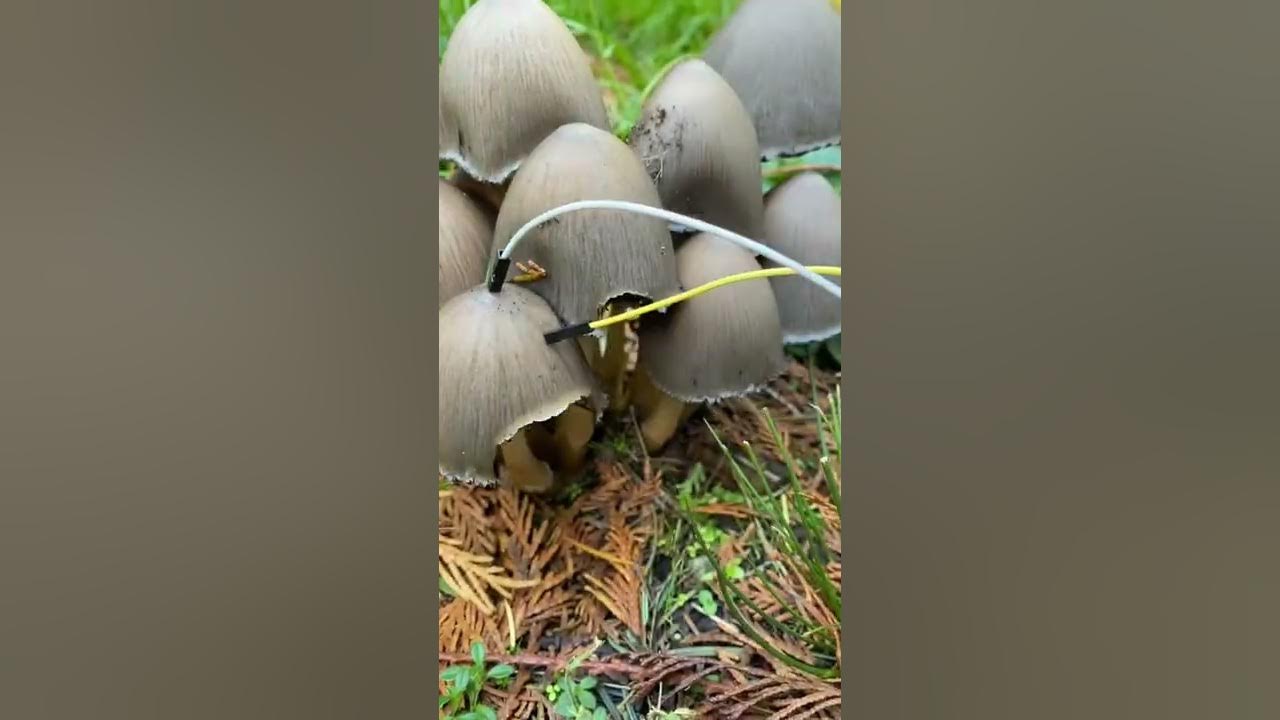 Modern Biology - Mushroom music 🍄✨🍄 myco transmissions #music #plants #shorts #synth #mushroom