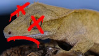 The Worst Care Tips for Crested Geckos