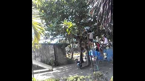 Amazing young boy climbing in a high tree