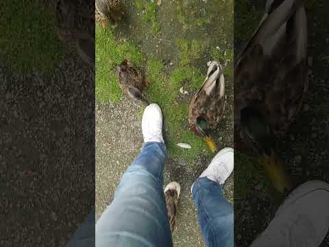 Duck aggressively asking for food
