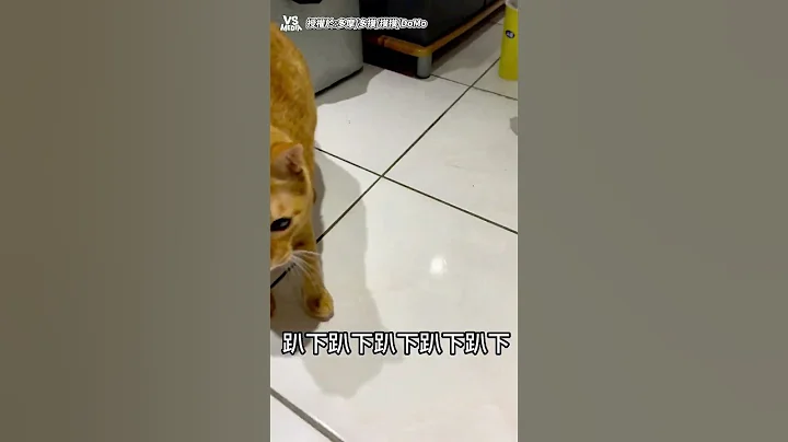 趴下不然搜身  !  #猫咪｜VS MEDIAｘ@domo_9387 - 天天要闻