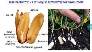 Techniques in Groundnut Seed Production - Dr.T.Eevera, AP(SST) screenshot 5