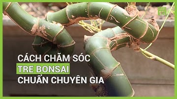 Cách chăm sóc tre bonsai chuẩn chuyên gia | VTC16