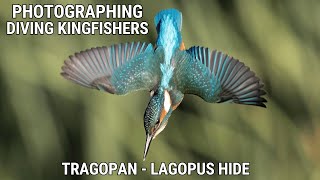 Photographing DIVING Kingfishers without Baiting | From a Hide | Canon R3 & EF 500mm F4 L IS Mk II