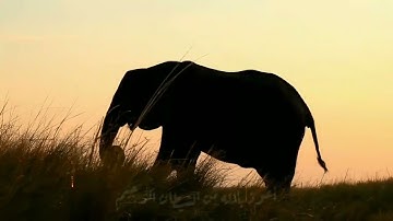سورة الفيل #مكررة - القارئ: مشاري العفاسي #المصحف_المرتل #حفص_عن_عاصم