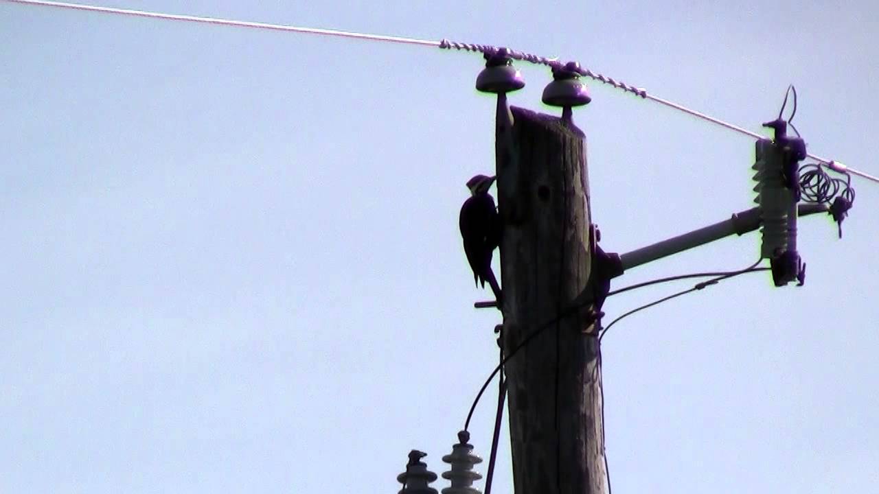 Pileated Woodpecker on Utility Pole Owenton, Ky YouTube