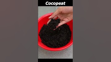 🌿MANGO Trees Are Easier to Propagate Than You Think #mango