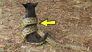Ядовитая змея скрутила собаку! Но дальше произошло немыслимое!