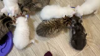 Верный способ собрать всех в комнате )