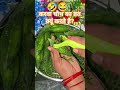 karva chauth vrat #viral #trending #comedyshorts #funnycomedy @RAVIFAMILYVLOGS