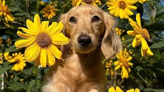 Cute \& Funny Dachshund Dog Video! Try Not to laugh videos compilation Funny And Cute Videos