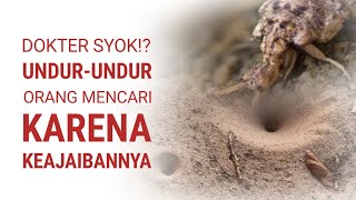 Undur-Undur Wajib Tahu 5 Manfaat Undur-Undur Serangga Kecil Yang Menyimpan Banyak Khasiat