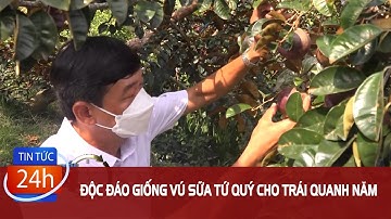 Độc đáo giống vú sữa cho trái quanh năm | TIN TỨC 24H | Truyền Hình Đồng Nai | ĐNRTV