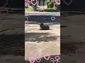 My lil old man is a front yard chismoso sun bather 😂 #shorts #yoda #dogmom #dogshorts #chismoso