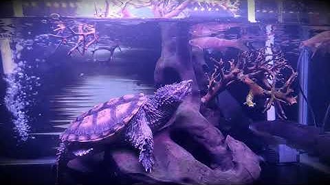 Rùa Common snapping săn mồi