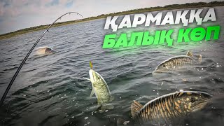 ҚАРМАҚҚА БАЛЫҚ КӨП. ШОРТАН, АҚСЫЛА, МАЙТОРТА, АЛАБҰҒА