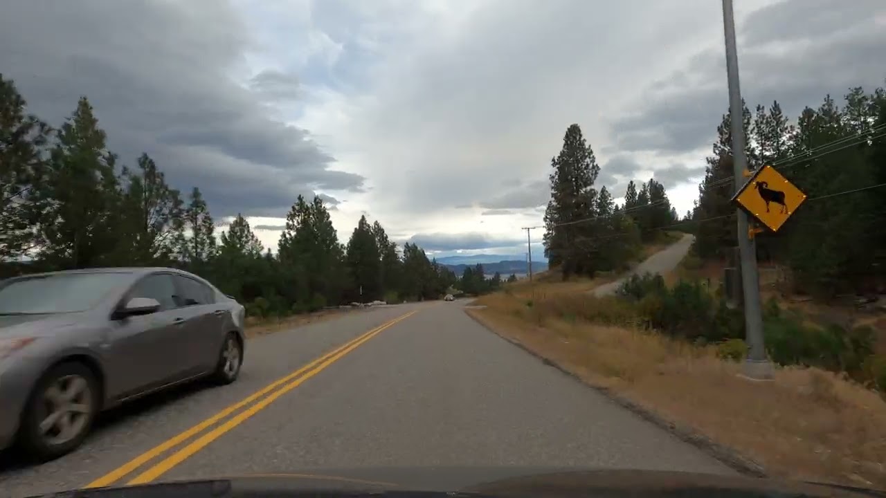 Bighorn Sheep 🐏 Encounter on HWY 97 - 4K Drive from Okanagan Lake Provincial Park toward Summerland