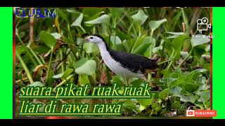 TERUJI/SUARA PIKAT RUAK RUAK DI RAWA