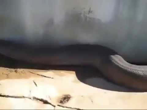 مقاطع تخوف فجأة