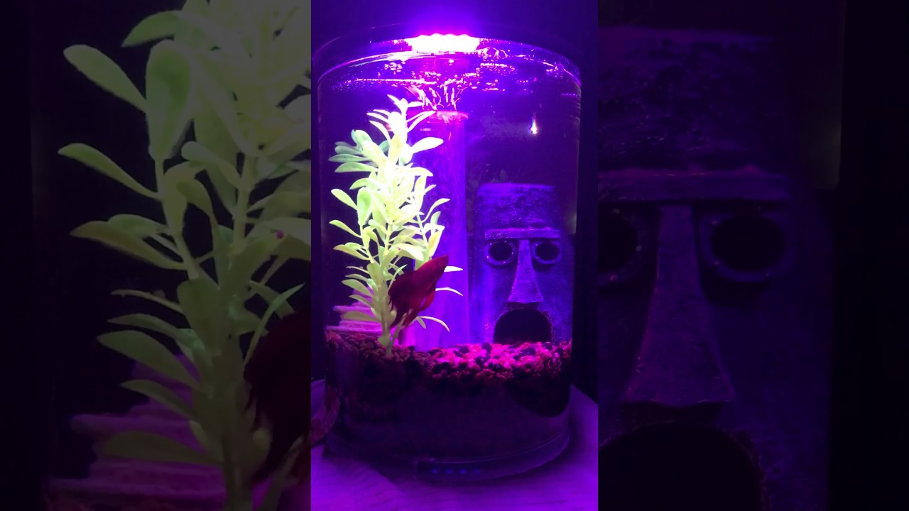 3 Gallon Betta Tank Set Up - YouTube