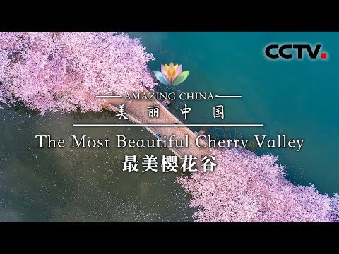 《美丽中国》美丽樱花谷 Amazing China-The Most Beautiful Cherry Valley | CCTV纪录