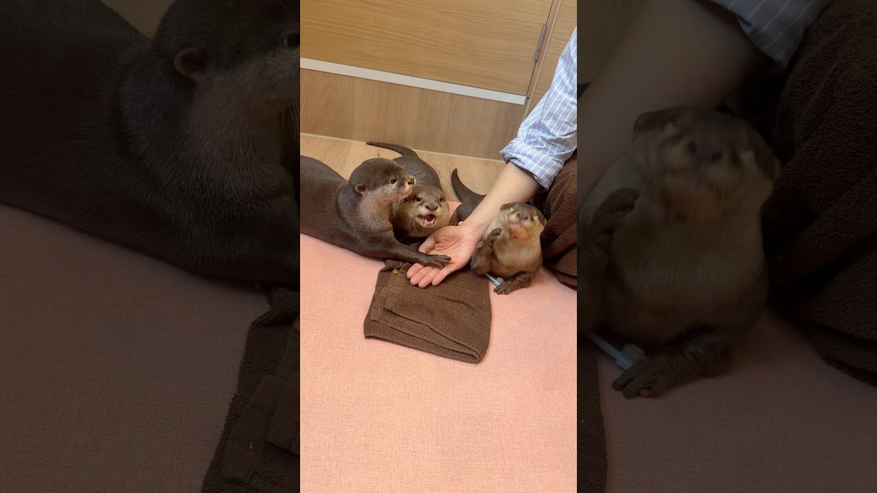 親子で可愛いカワウソ #shorts
