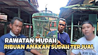Podcast Bersama Masternya Burung Perkutut Magelang Ternakannya Sudah Ribuan Terjual