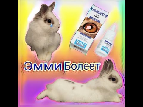 Слезятся глаза у кролика, Лечение Эмми, Капли Ципровет