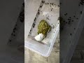 African bullfrog vs mice \ warning live feeding