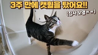 캣휠 무서워하던 고양이의 놀라운 변화!! 이게 뭐라고 눈물이ㅠ 잊지 못할 3주간의 기록