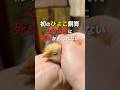 無職、初のひよこ飼育。