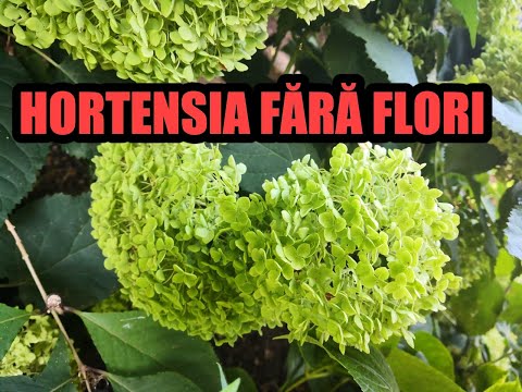 Video: Flori de hortensie verde: de ce înflorește hortensia verde