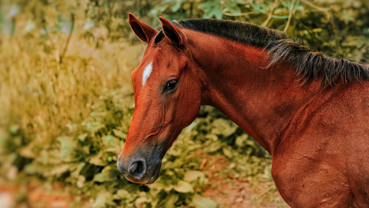 Horse Sound Effect Animal sounds Learn (HD) YouTube